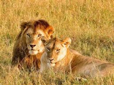 4 DAYS SERENGETI WILDERNESS ADVENTURE - Image - 2939